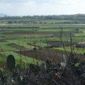 gozitan agriculture